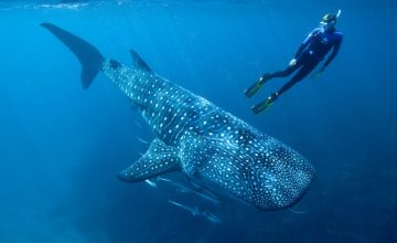 Lo squalo balena alle Maldive (2)