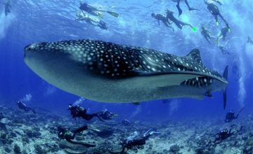 Lo squalo balena alle Maldive (3)