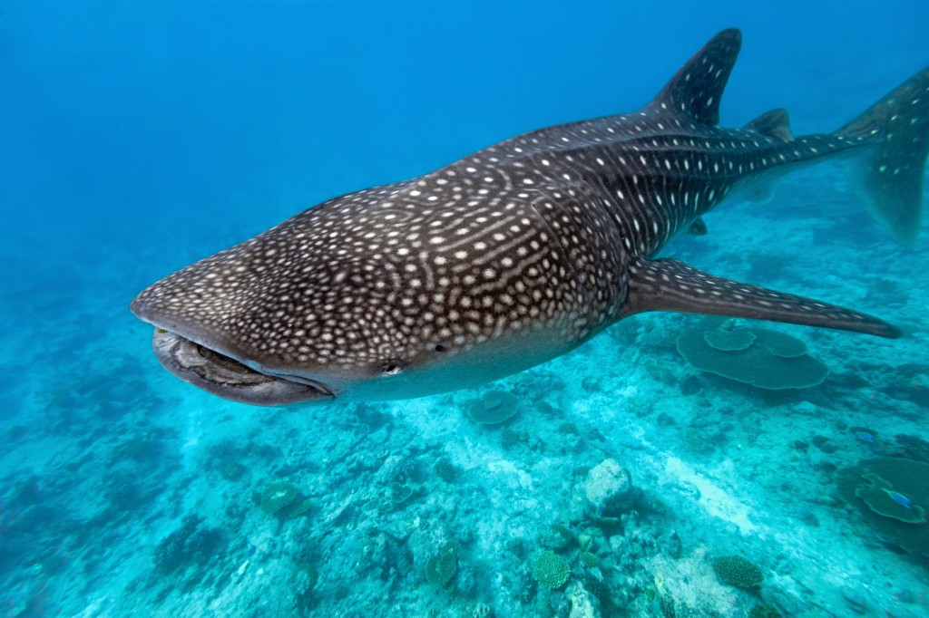Lo squalo balena alle Maldive (4)
