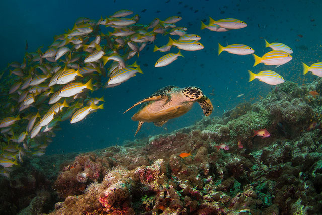 Fauna Marina delle Maldive